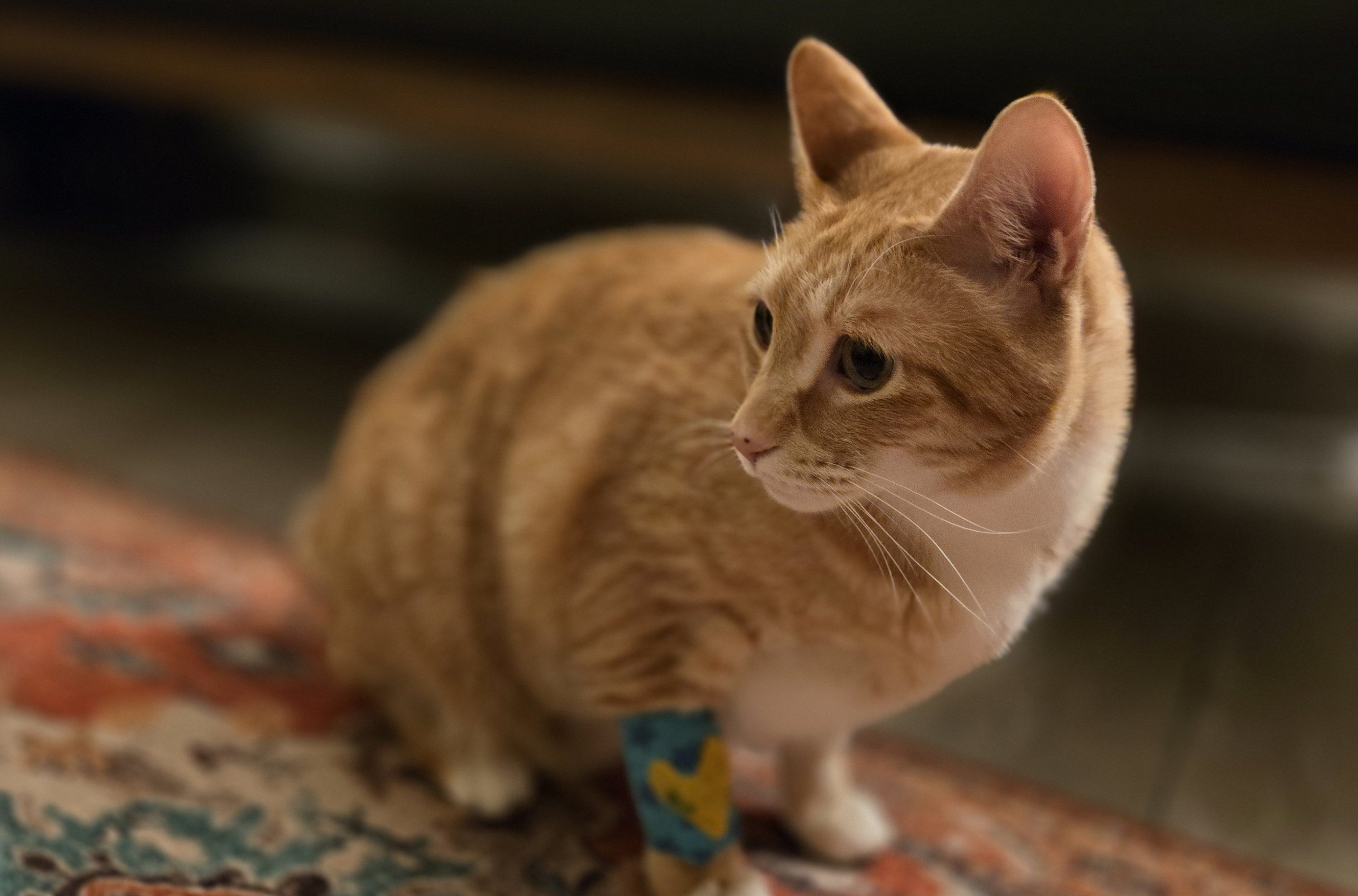 Roger the orange cat